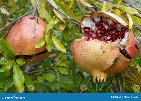Pomegranate Fruit, Punica Granatum Stock Image - Image of good, healthy: 830861