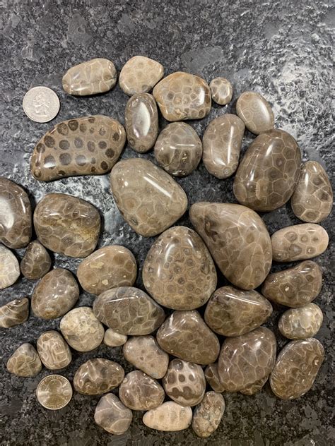 Polished Petoskey Stones. : r/rockhounds