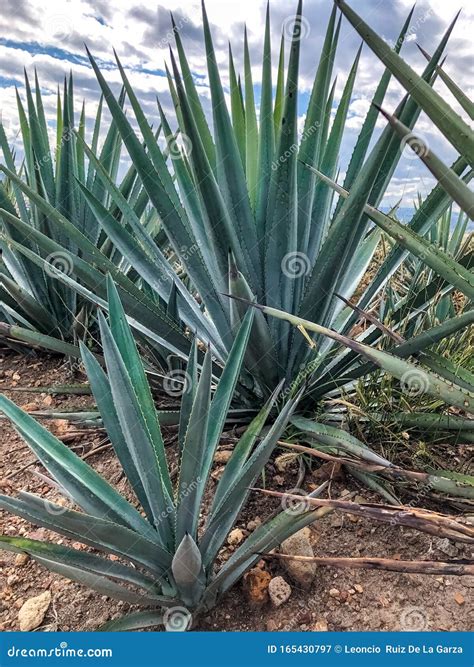 Blue Agave Plant, Ready To Make Tequila Stock Image - Image of desert ...