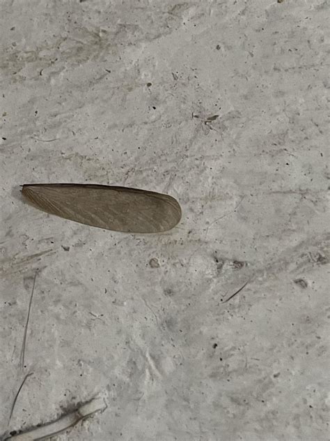 Termite wings? This is the second time this week I’ve found these wings ...