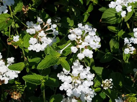 Lantana montevidensis 'White' (White Trailing Lantana)