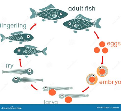 Sole Fish Life Cycle at Caren Knuckles blog