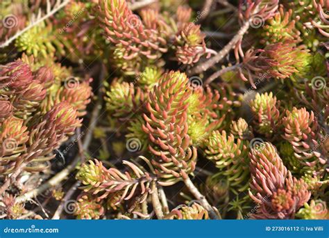 Rock stonecrop Angelina stock photo. Image of golden - 273016112