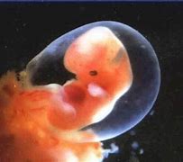 胚胎 的图像结果