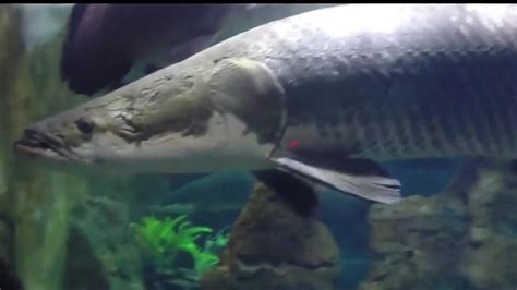 Predatory Fins Fish Store 的图像结果