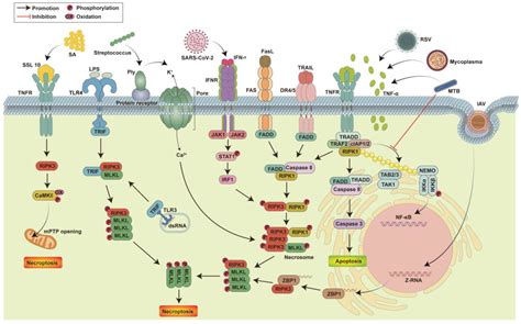 Necroptosis in Pneumonia: Therapeutic Strategies and Future Perspectives
