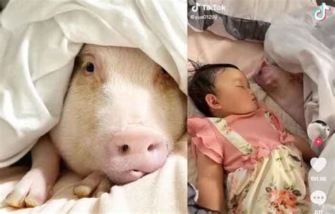 暖到融化！粉红猪当保母陪睡 网友预测：女儿永不吃猪 - 国际日报