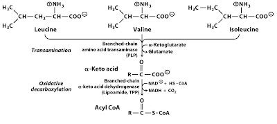Image result for Genetic Inheritance of Pyruvate Dehydrogenase Complex