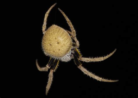 Eriophora ravilla (Tropical Orb-weaver) in Saint Petersburg, Florida ...