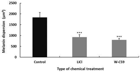 Characterising the Effect of Wnt/β-Catenin Signalling on Melanocyte ...
