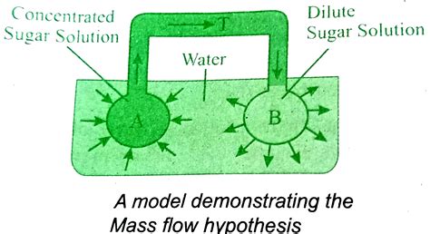 Explain Munch mass flow hypothesis and its applications to plants.