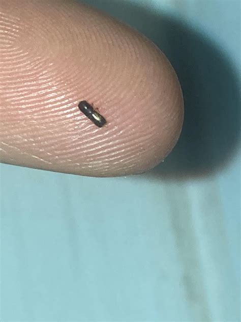 Small Brownish Beetle