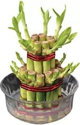 MAA Bamboo, Lucky bamboo Seed Price in India - Buy MAA Bamboo, Lucky ...