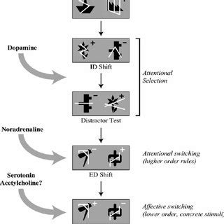 Image result for Executive Control Processes