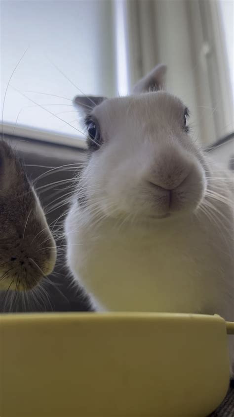 Munch munch munch : r/Rabbits