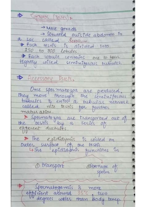 Image result for Male Reproduction System Textbook