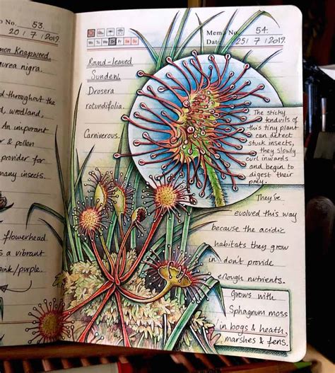 The beautiful Nature Journal of illustrator Jo Brown