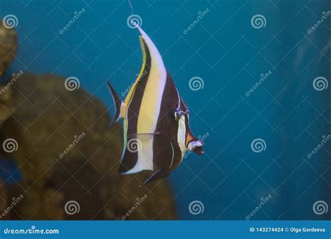 Moorish Idol Zanclus Cornutus the Type of Fish Known As Gill in Finding ...