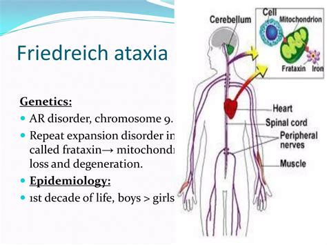 Cerebellum & ataxia | PDF