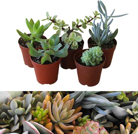 3 Mixed Succulent Plants in 5.5cm Pots - House Indoor Plant - Plant ...