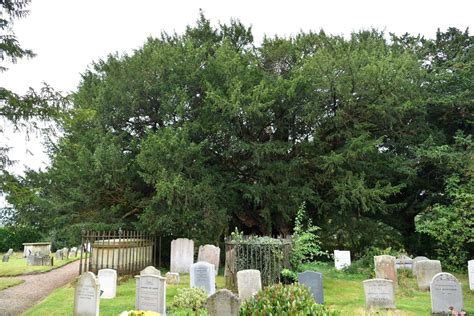 The Crowhurst yew tree in St George's churchyard - Surrey Live
