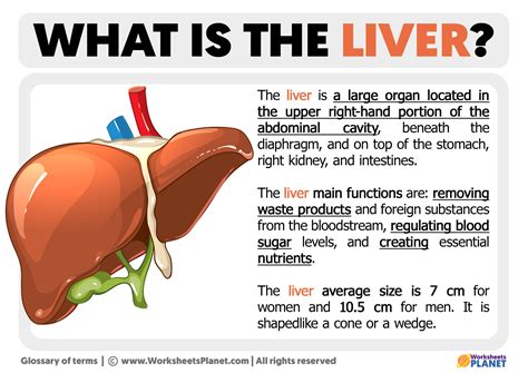 Image result for Liver Organ Function