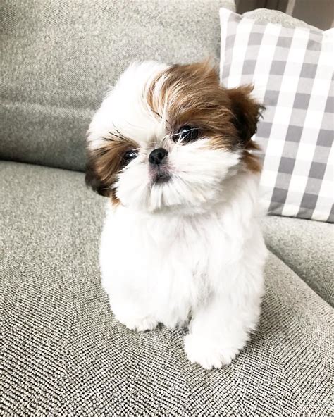 List 97+ Pictures Images Of Shih Tzu Dogs Completed