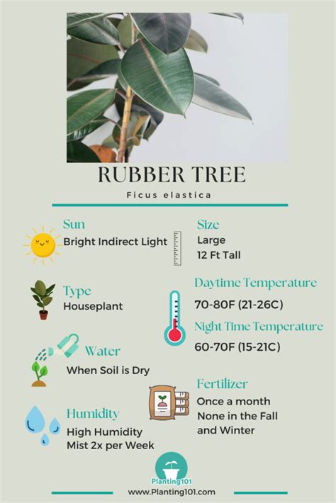 Image result for Planting Rubber Tree
