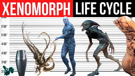 Image result for Xenomorph vs Protomorph