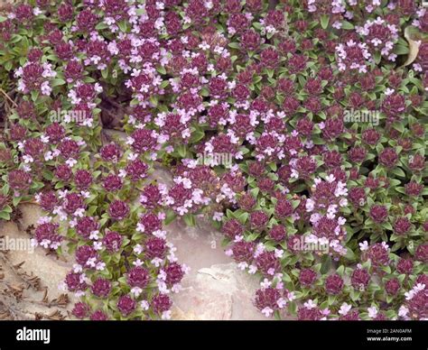 Mother of thyme thymus hi-res stock photography and images - Alamy