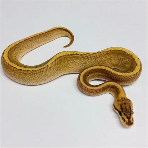 Image result for Pin Strip Ghost Ball Python