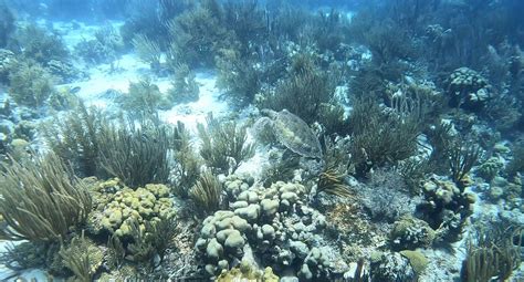 Open Water Dive Weekend 4, Scuba-Now, 28 June to 30 June | AllEvents.in