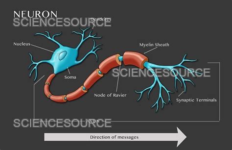 Image result for Motor Neuron Function