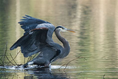 The Pacific Great Blue Heron: An Uncommon Majesty