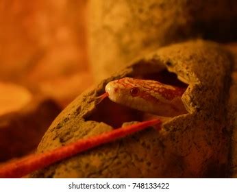 Image result for Baby Reticulated Python