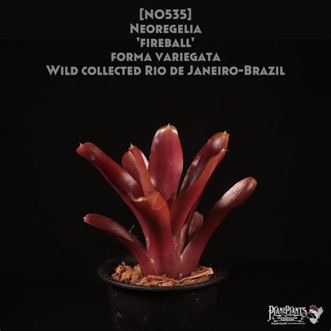 【送料無料】Neoregelia 'Fireball' forma variegata Wild collected Rio de ...
