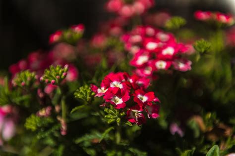 Rinaldi Convalescent Hospital