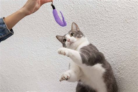 How To Play With Your Cat: 11 Ways To Get Them in a Kittenish Mood!