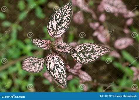 Polka Dot Plant, Hypoestes Phyllostachya Royalty-Free Stock Image ...
