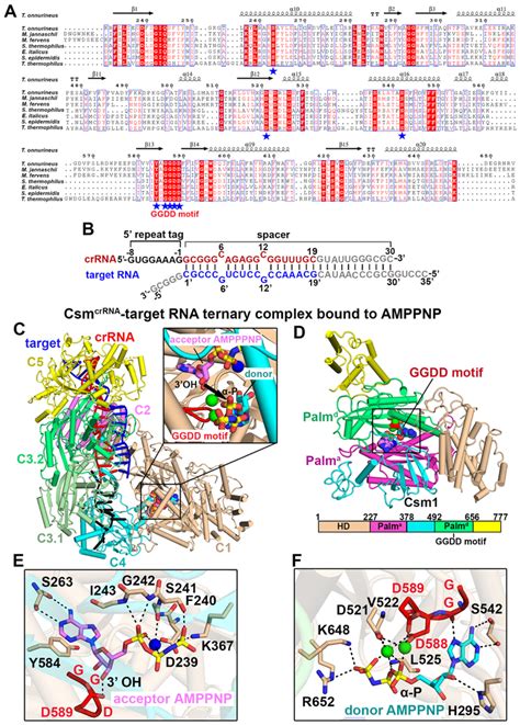 Image result for CSM CP4
