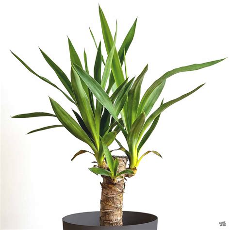 Yucca Cane Plant Yucca Gigantea Cutback 12" At Sprout Home