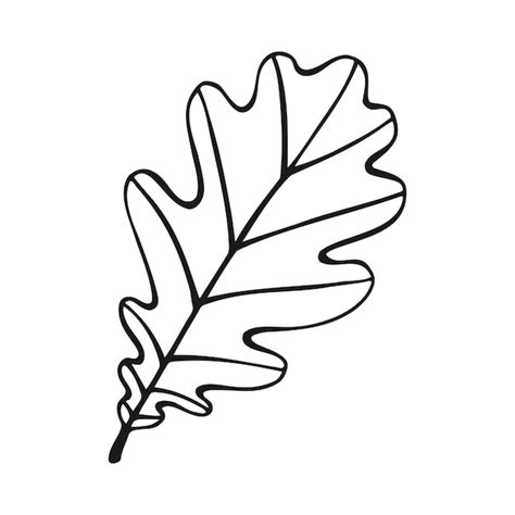 Eichenblatt zeichnung Bilder - Kostenloser Download auf Freepik