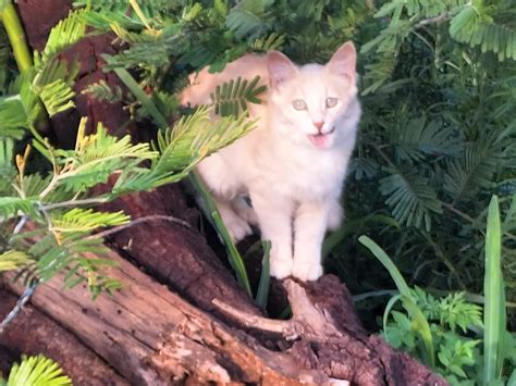 Why Do Female Cats Spray? - Cat Lover!