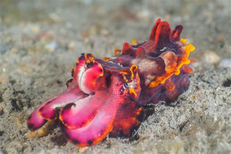 Aposematic Coloration: Nature’s Brightly Colored Warning Signs | Color ...