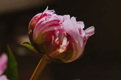 Peony | Indiana State Flower