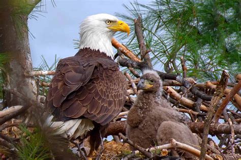 Baby Bald Eagles: All You Need to Know