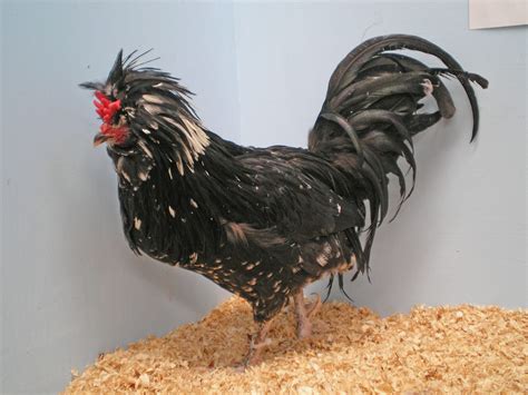 Fancy Chicken Breeds - Poultry Hub Australia