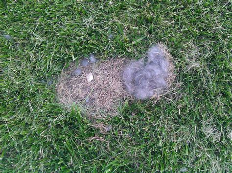 What Does A Wild Rabbit Nest Look Like at Alex Cruz blog