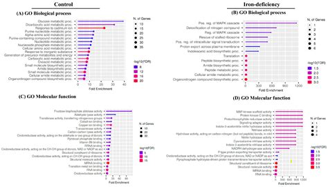 Iron Availability Influences Protein Carbonylation in Arabidopsis ...