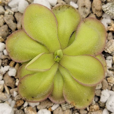 Pinguicula 'Köhres' | Butterworts | Rainbow Carnivorous Plants LLC